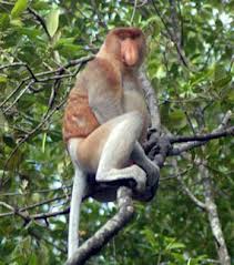 Persebaran Fauna di Indonesia Ardillah Iwanda